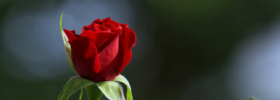 bachelor rose